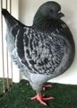 King pigeon - Blue check Ring number: 1206