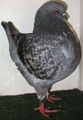 King pigeon - AOC Ring number: 624