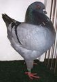 King pigeon - Blue Ring number: 1222