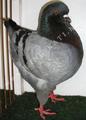 King pigeon - Blue Ring number: 1227