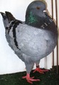 King pigeon - Blue Ring number: 166