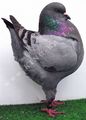 King pigeon - Blue Ring number: 36440