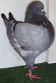 King pigeon - Blue Ring number: 271