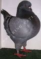 King pigeon - Blue Ring number: 276