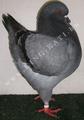 King pigeon - Blue Ring number: 612