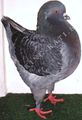 King pigeon - Blue check Ring number: 981