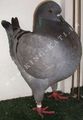 King pigeon - Blue Ring number: 625