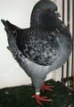 King pigeon - Blue check Ring number: 642