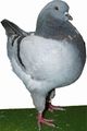 King pigeon - Blue Ring number: 638 CHAMPION