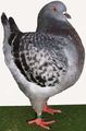 King pigeon - AOC Ring number: 1205 2xCHAMPION