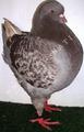 King pigeon - Brown check Ring number: 160