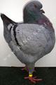 King pigeon - Blue Ring number: 72