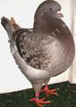 King pigeon - Brown check Ring number: 72 2xCHAMPION
