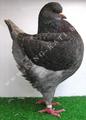 King pigeon - Brown check Ring number: 34535