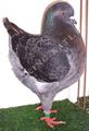 King pigeon - Blue check Ring number: 1204 CHAMPION