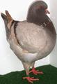 King pigeon - Silver Ring number: 69 CHAMPION