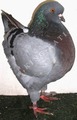King pigeon - Blue Ring number: 155 CHAMPION