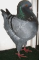 King pigeon - Blue Ring number: 154