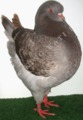 King pigeon - Brown check Ring number: 200