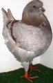 King pigeon - Ash red bar Ring number: 188 CHAMPION