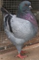 King pigeon - Blue Ring number: 50