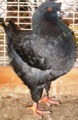 King pigeon - Black Ring number: 90