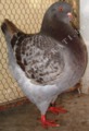 King pigeon - Brown check Ring number: 110