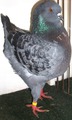 King pigeon - Blue check Ring number: 373