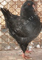 King pigeon - Black Ring number: 336