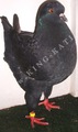 King pigeon - Black Ring number: 333